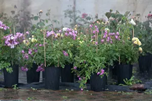 Nurturing: Rose
