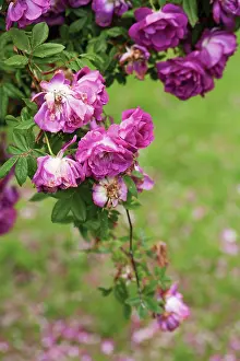 Blown: Rose