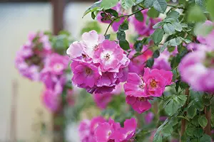 Loads: Rose