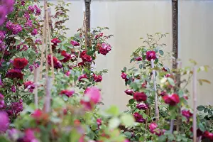 Loads: Rose