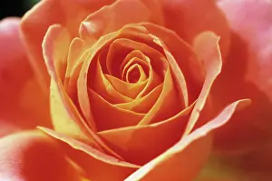 Opulent: Rose