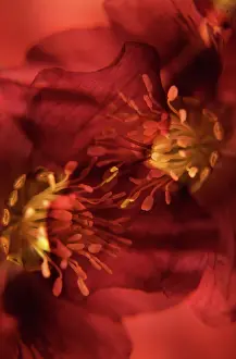 Imaginary: Rose
