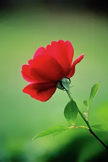 Nostalgic: Rose