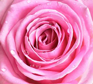 Peach: Rose