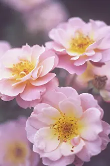 Triple: Rose