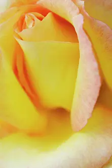 Layers: Rose