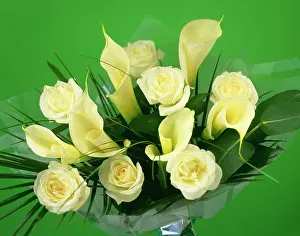 Arum: Rose