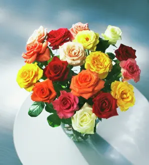 Classic: Rose