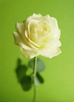 Classic: Rose