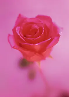 Classic: Rose