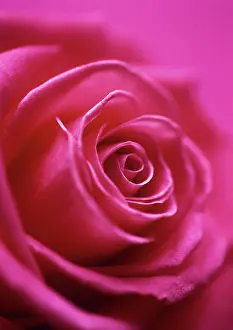 Layers: Rose