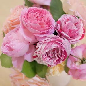 Classic: Rose