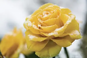 Classic: Rose