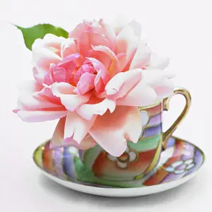 Opulent: Rose