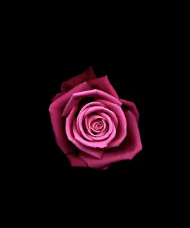 Aqua: Rose
