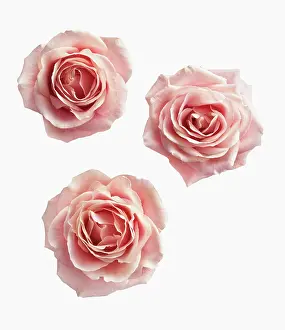 Ariel: Rose, Rosa, Ariel view of three pink roses cut out