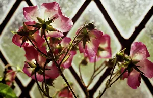 Pane: Rose