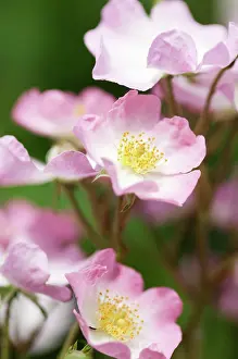 Ballerina: Rose