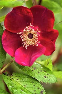 Rugosa: Rose