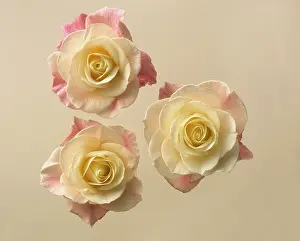 Bicolour: Rose, Rosa, Three bicolour roses, the centres cream