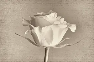 Enhanced: Rose, Rosa, black & white side view against a manuscript bac