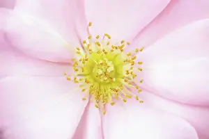 Canina: Rose