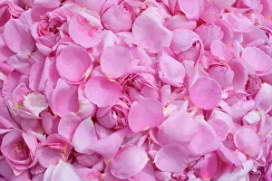Centifolia: Rose