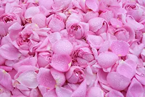 Centifolia: Rose