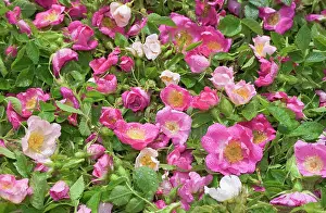 Centifolia: Rose