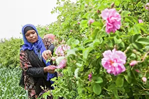 Pick: Rose