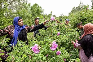 Workers: Rose