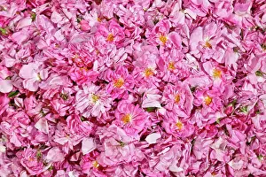 Centifolia: Rose