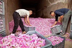 Workers: Rose