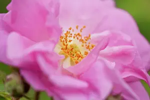 Centifolia: Rose