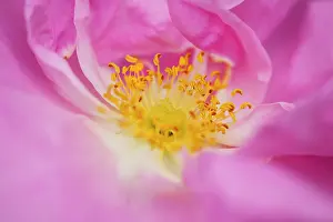 Fabulous: Rose