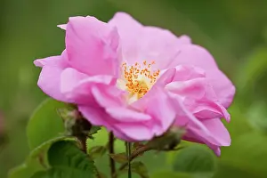 Fabulous: Rose
