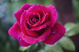 Classic: Rose, Rosa, Close up of red coloured flower growing