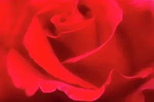 Favourite: Rose, Rosa, close up detail of red flower showing petal patt