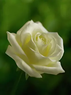 Favourite: Rose, Rosa, Close side view of cream coloured flower