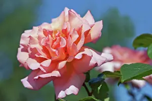 Petalled: Rose, Rosa, Close view of a double petalled garden