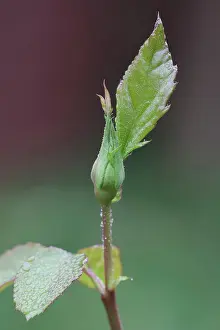 Classic: Rose, Rosa cultivar, Green subject