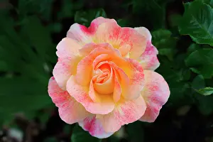 Classic: Rose, Rosa cultivar, Peach subject