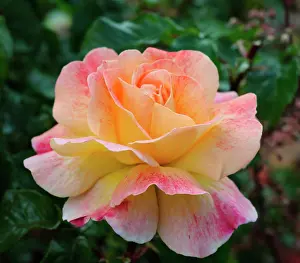 Classic: Rose, Rosa cultivar, Peach subject