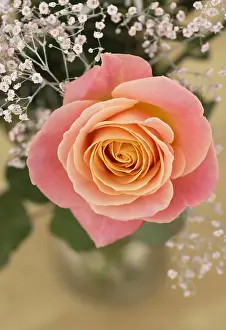 Classic: Rose, Rosa cultivar, Peach subject