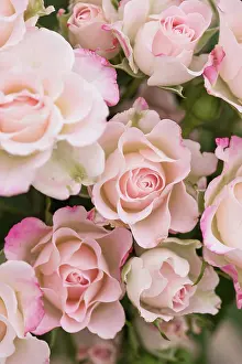 Classic: Rose, Rosa cultivar, Pink subject
