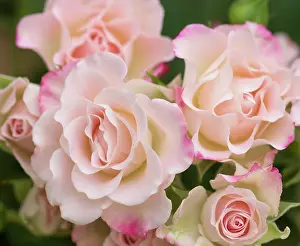 Classic: Rose, Rosa cultivar, Pink subject