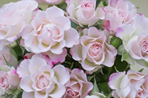Classic: Rose, Rosa cultivar, Pink subject