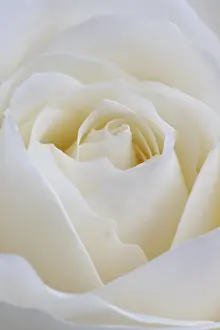 Classic: Rose, Rosa cultivar, White subject