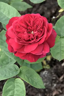 Crimson: Rose, Rosa Darcey Bussell, Top view of one crimson