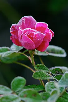 Portland: Rose - Rosa Duchess of Portland - Frost accentuating